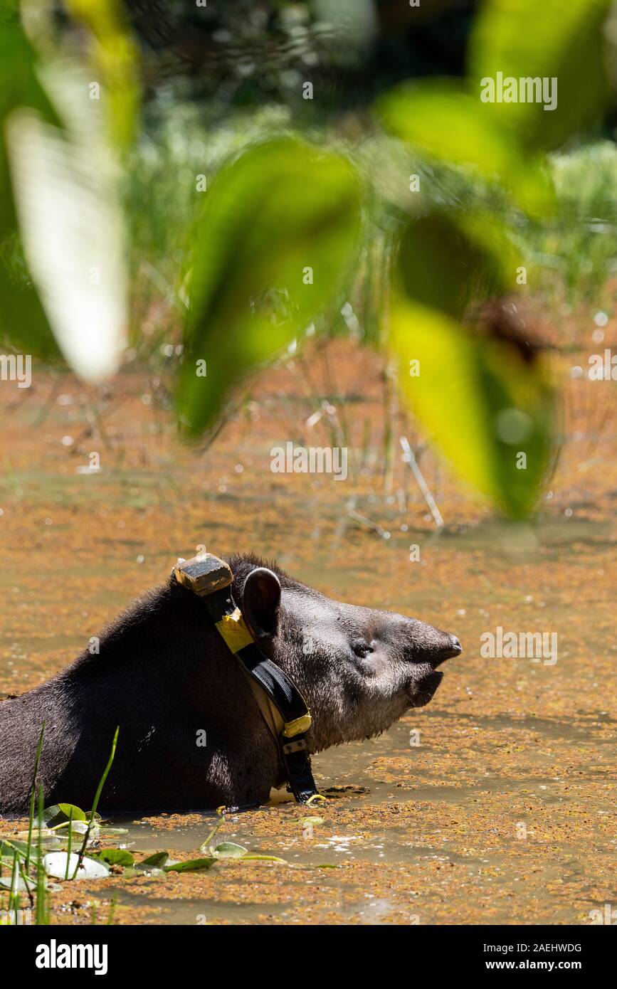 Tapir (Tapirus terrestris) with GPS tracking collar inside lake on ...