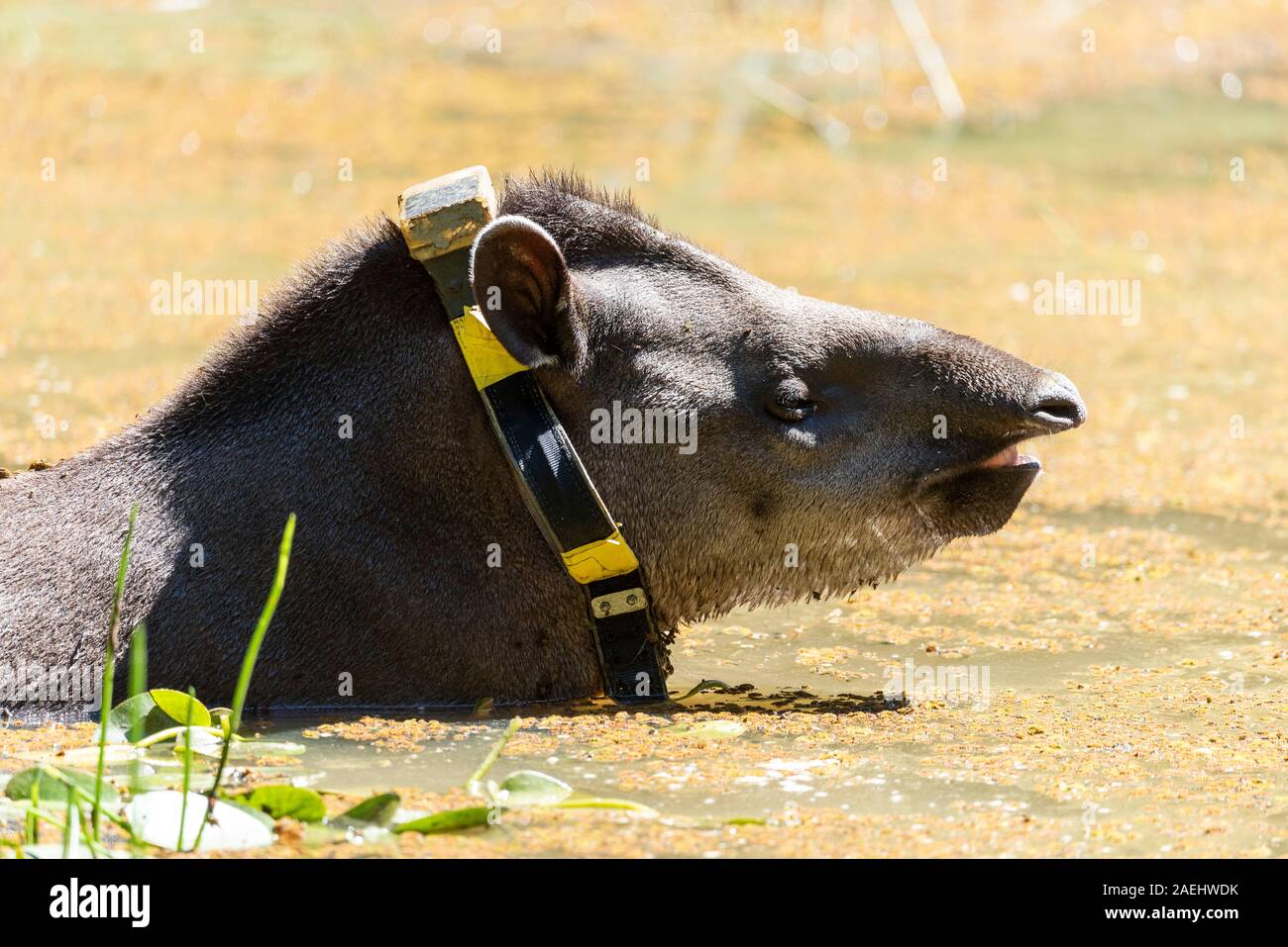 Tapir (Tapirus terrestris) with GPS tracking collar inside lake on ...