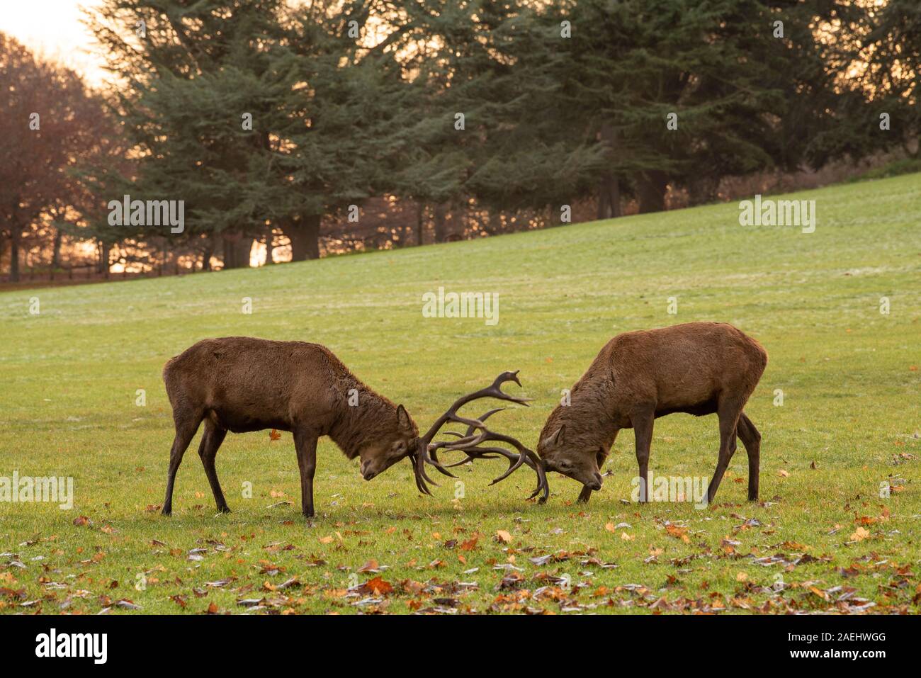 Deer with locked antlers at Wollaton Hall and Deer Park, Nottinghamshire England UK Stock Photo