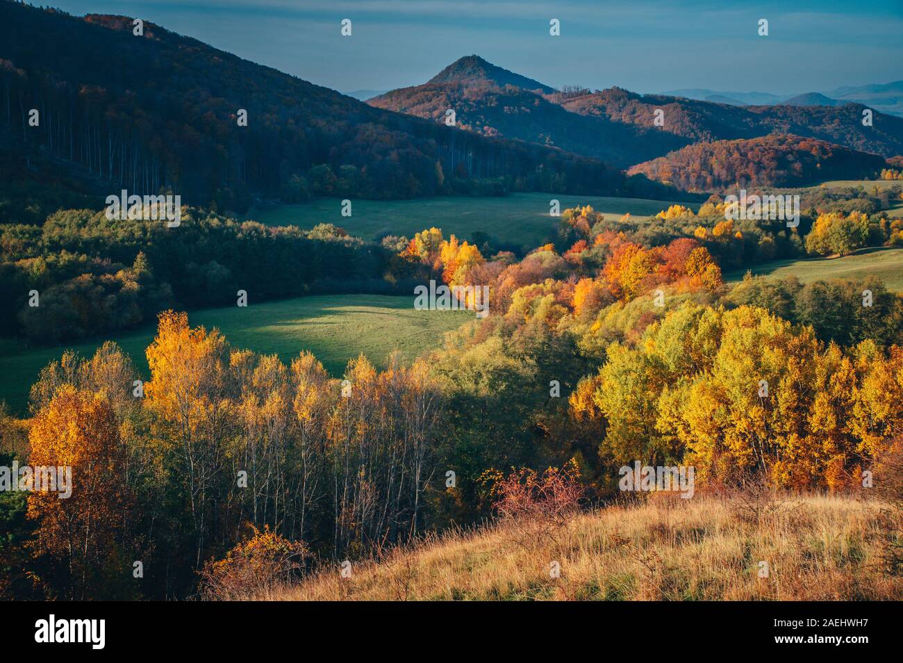Colorful autumn landscape, green meadow, blue sky, orange and red trees. Stock Photo