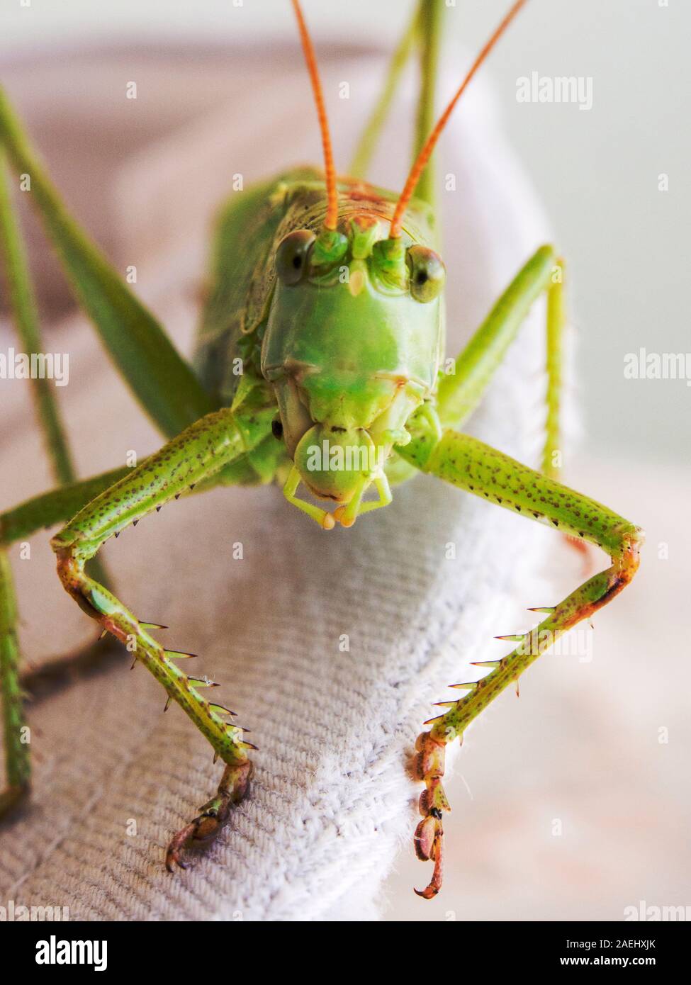 A closeup of a grasshopper. Stock Photo