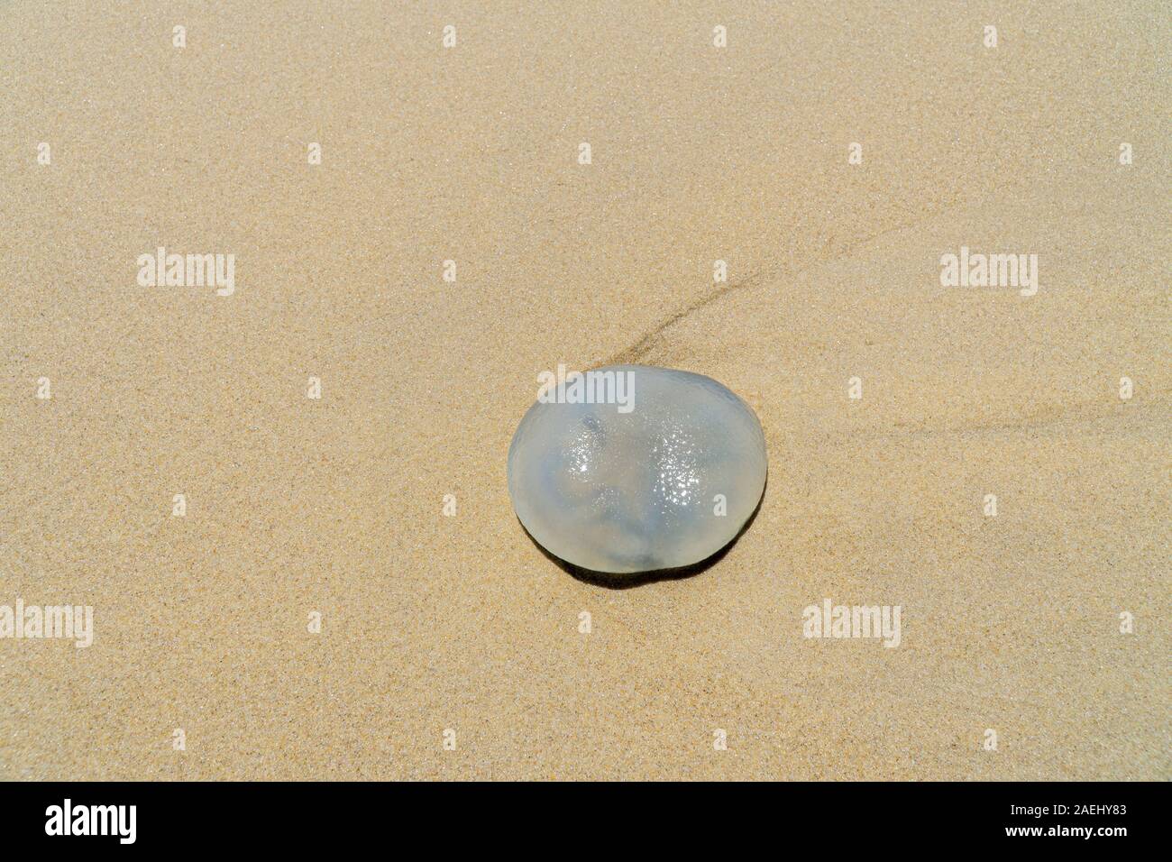 a jellyfish lies on the beach of Noosa in Australia and is washed by