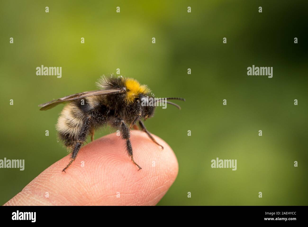 Bombus norvegicus, a species of cuckoo bumblebee, male insect sitting on a human finger Stock Photo