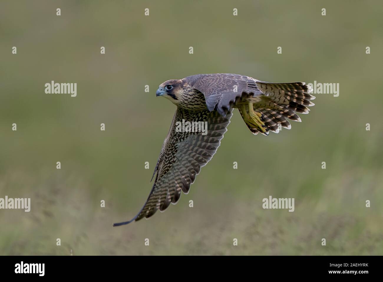peregrin falcon flying peregrin falcon flying