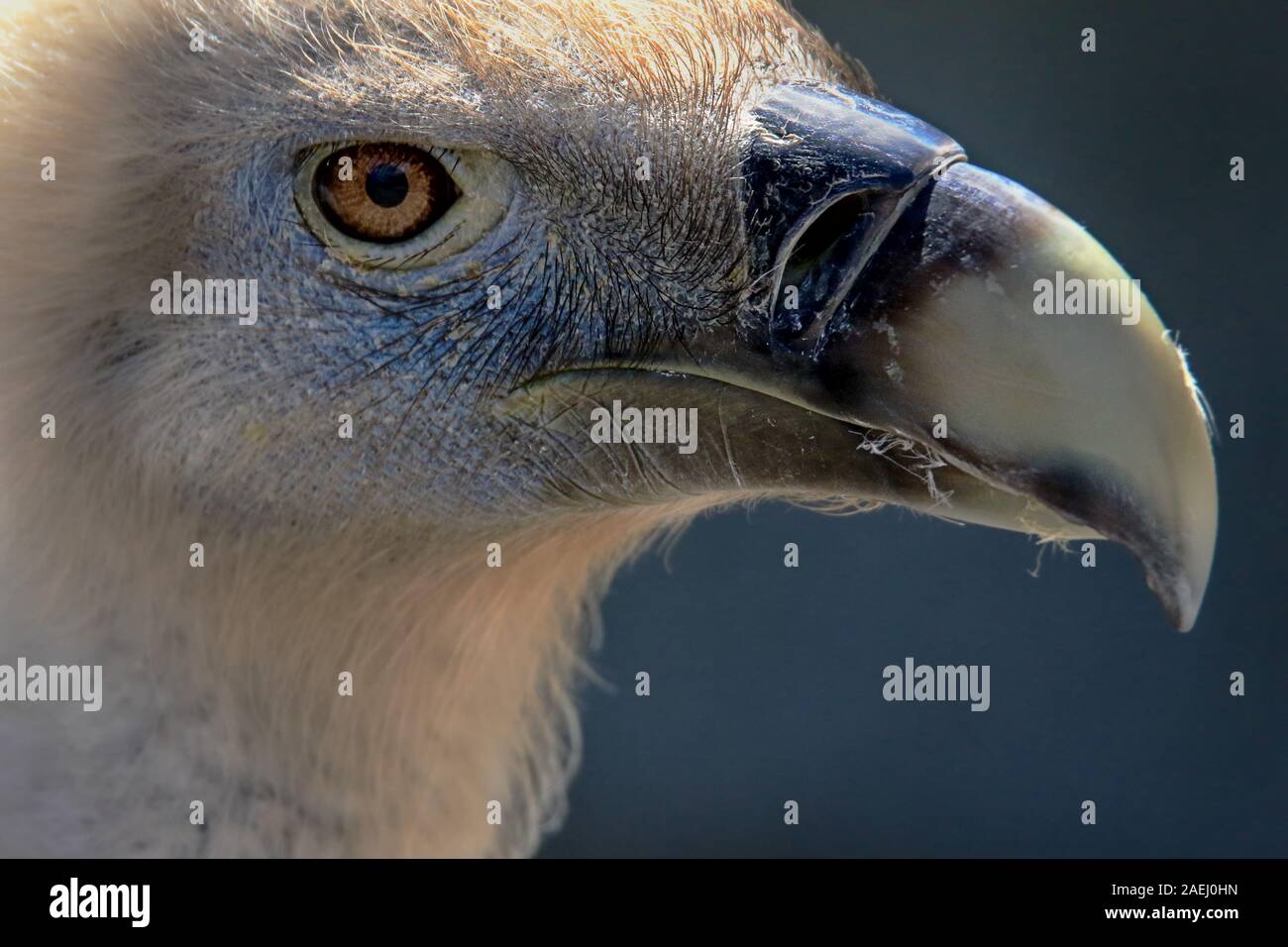 close up of a cinereous vulture, Aegypius monachus, just eye and beak Stock Photo