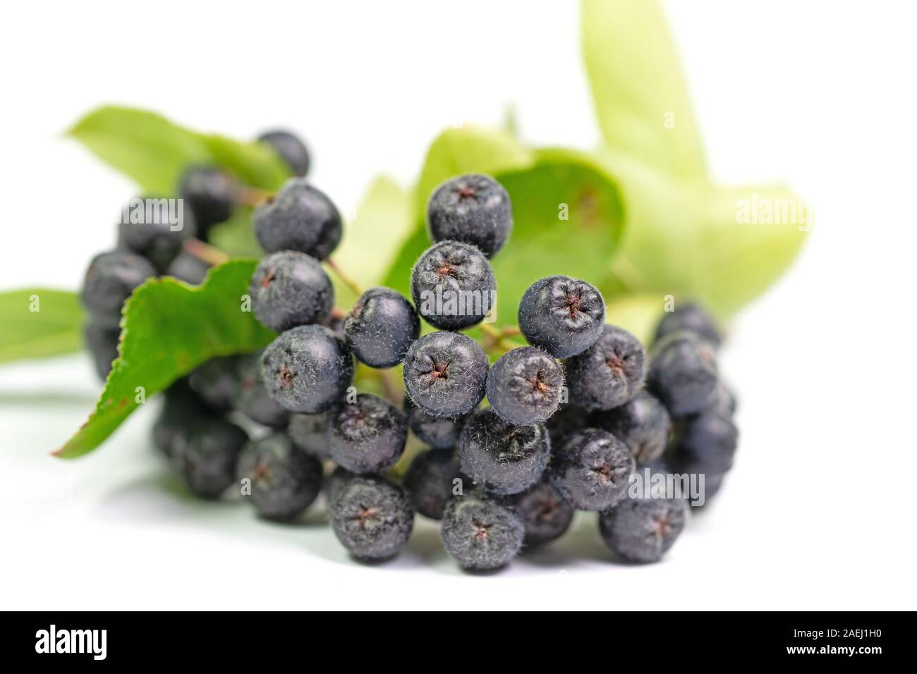 Ripe aronia berries, Aronia melanocarpa, white background Stock Photo