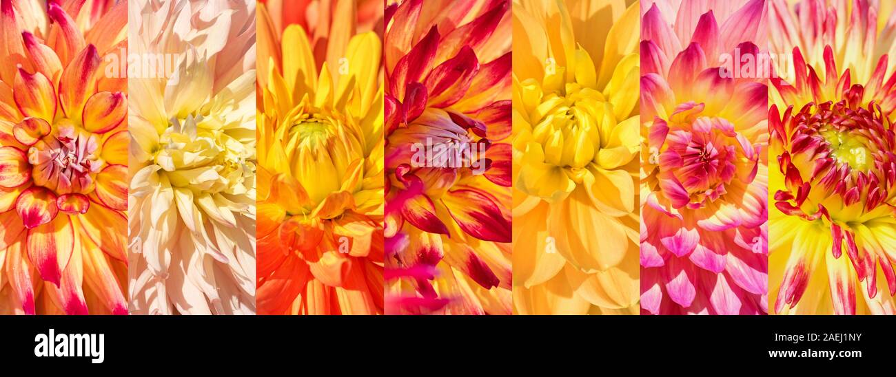Colorful dahlias in a collage Stock Photo