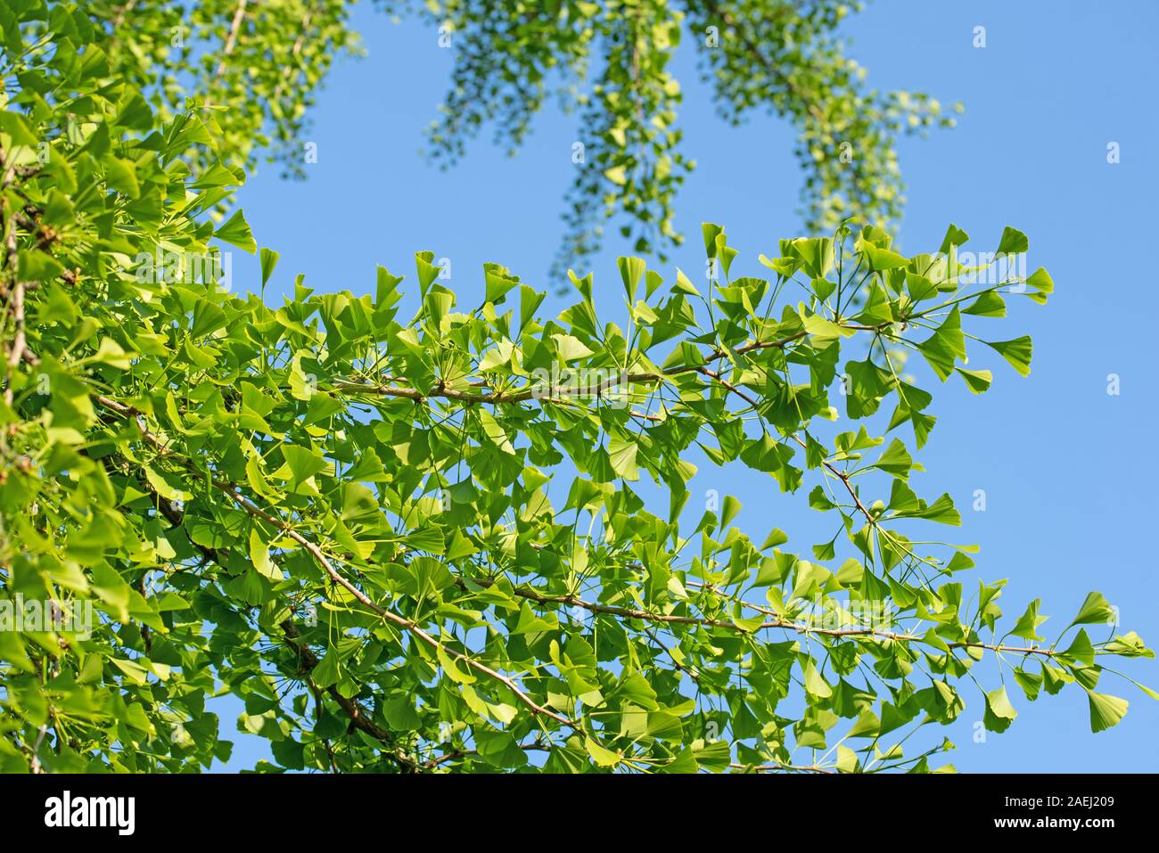 Young leaves from the ginkgo tree, Ginkgo biloba Stock Photo