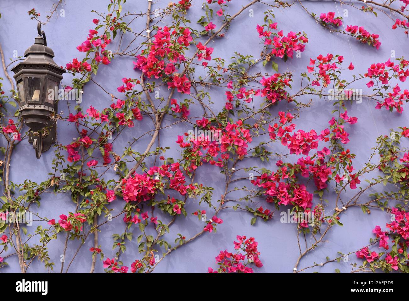 Bougainvilleas flowers on a wall Stock Photo