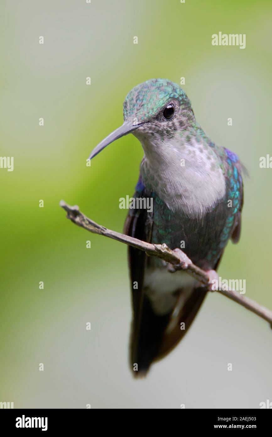 Female green crowned woodnymph hi-res stock photography and images - Alamy