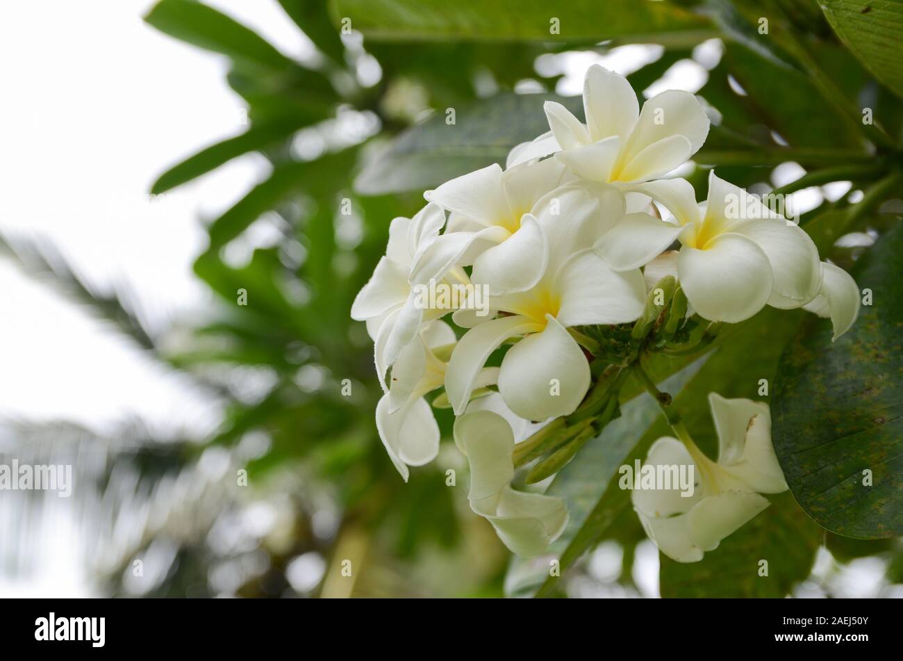 Tropical white flowers Plumeria Rubra on a green tree branch. White Frangipani flower. Close-up Stock Photo