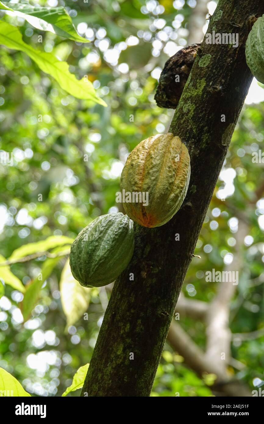 Green and yellow cocoa fruits hangs on a tree. Cocoa fruit pods. Cocoa beans Stock Photo