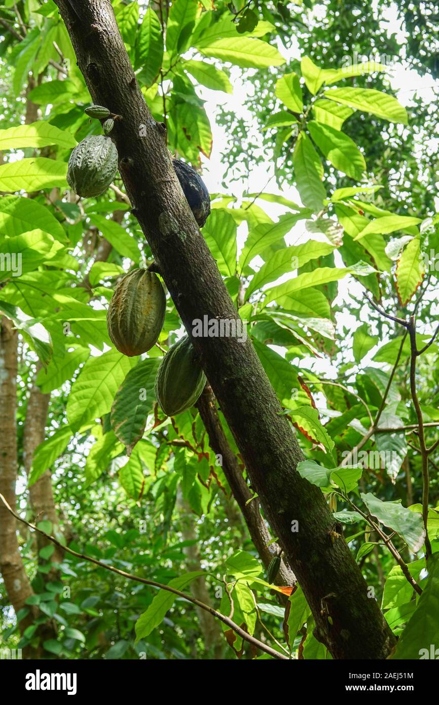 Green and yellow cocoa fruits hangs on a tree. Cocoa fruit pods. Cocoa beans Stock Photo