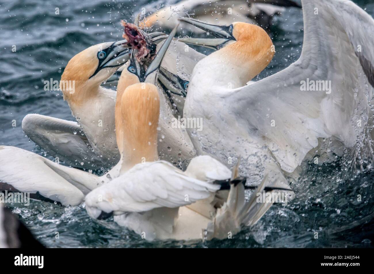 Northern gannets, Morus bassanus, fighting over a fish at Noss Cliffs, part of the Noss National Nature Reserve, in Shetland. Stock Photo