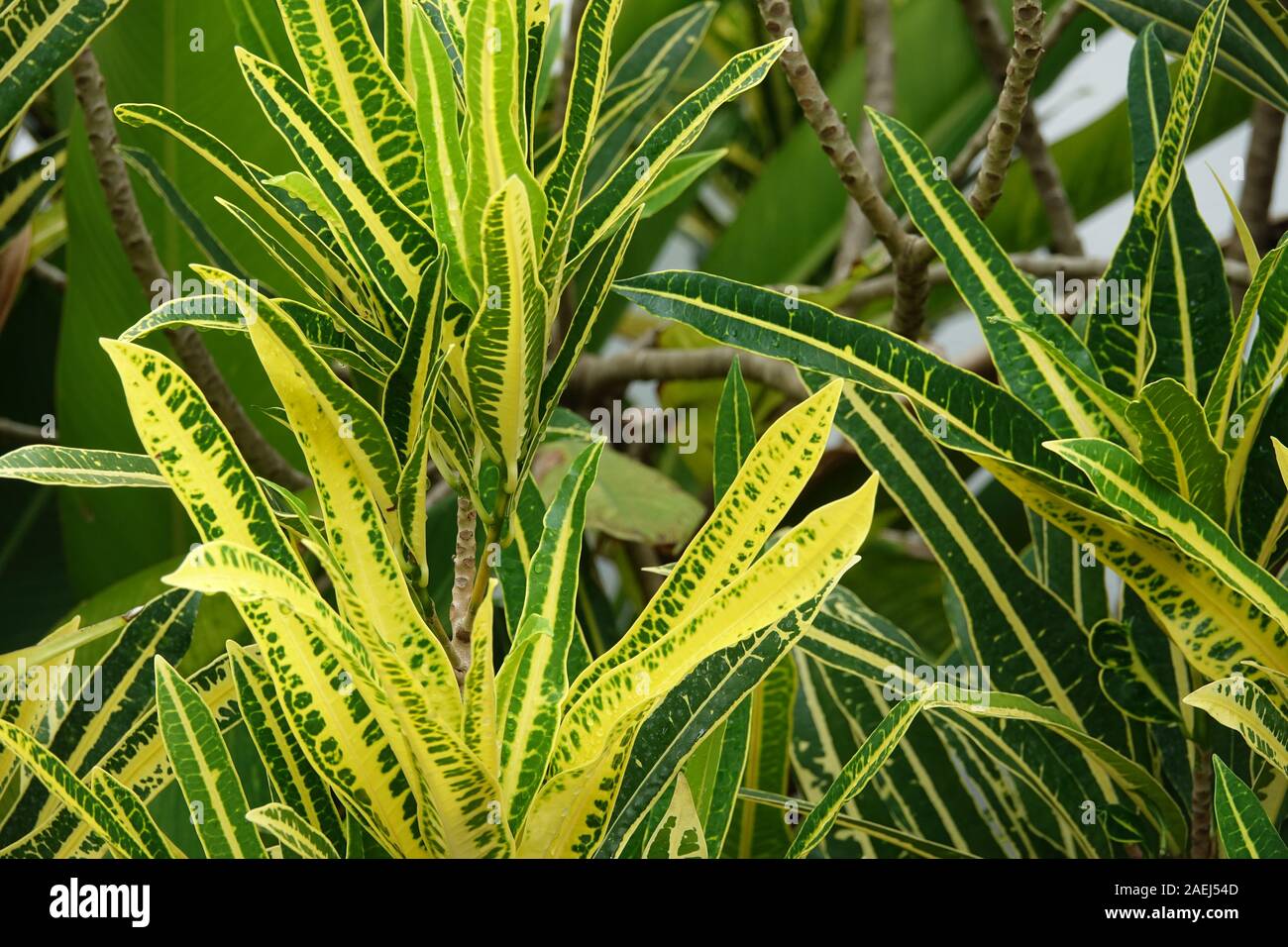 Green and yellow plant best sale