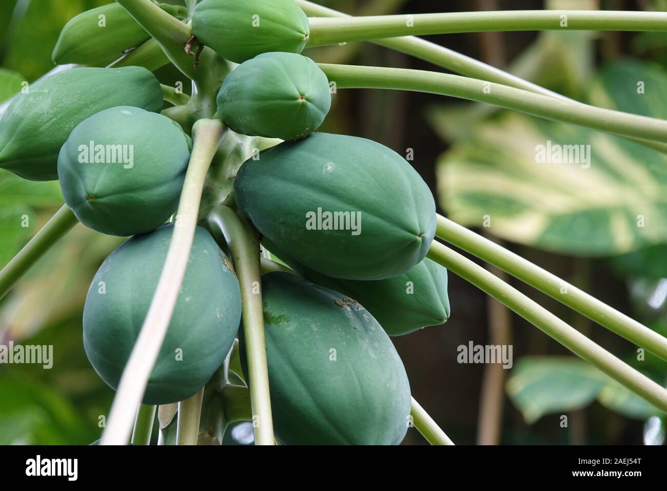 Fruits of green papaya on a tree. A papaya tree with bunch of fruits
