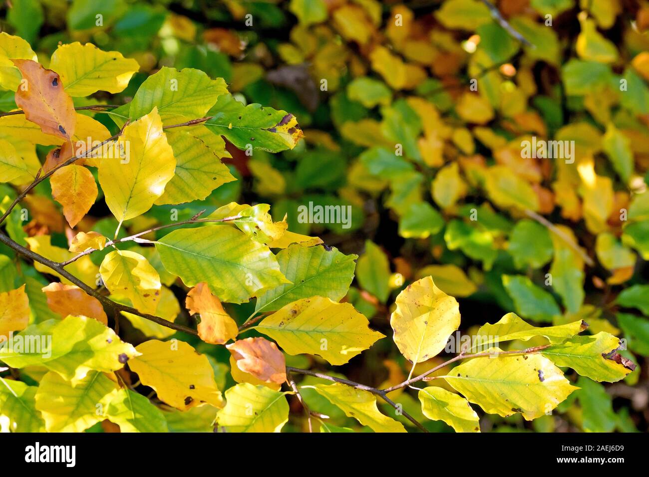 Autumn Beech leaves (fagus sylvatica), as they change colour from green, through yellow, to brown. Stock Photo
