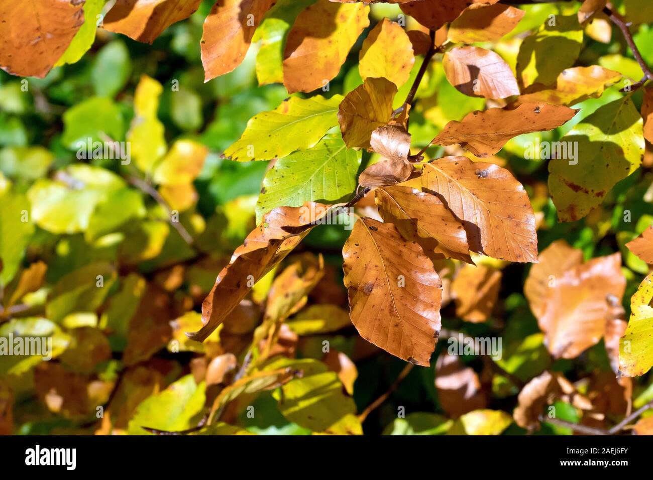Autumn Beech leaves (fagus sylvatica), as they change colour from green, through yellow, to brown. Stock Photo