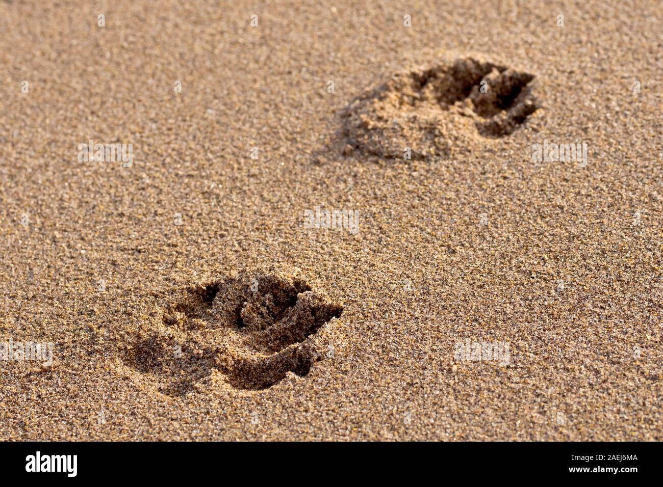 Dogs paw prints hi-res stock photography and images - Alamy