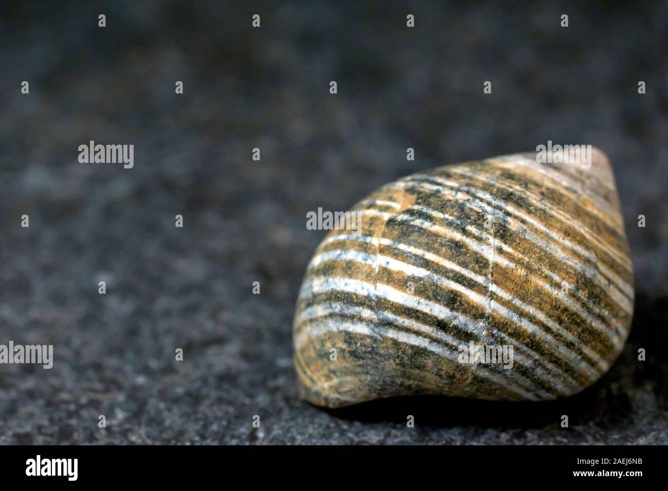 Close up still life of a common sea shell, showing a banded structure to its make up. Stock Photo