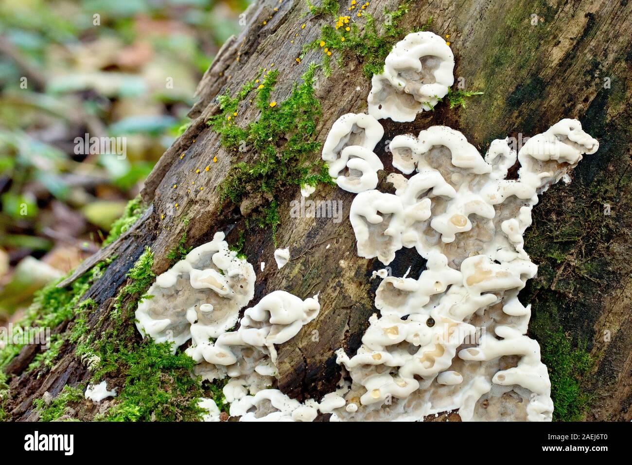 Close up of a slime fungus or mould ( possibly stereum hirsutum ) growing on an old tree stump. Stock Photo