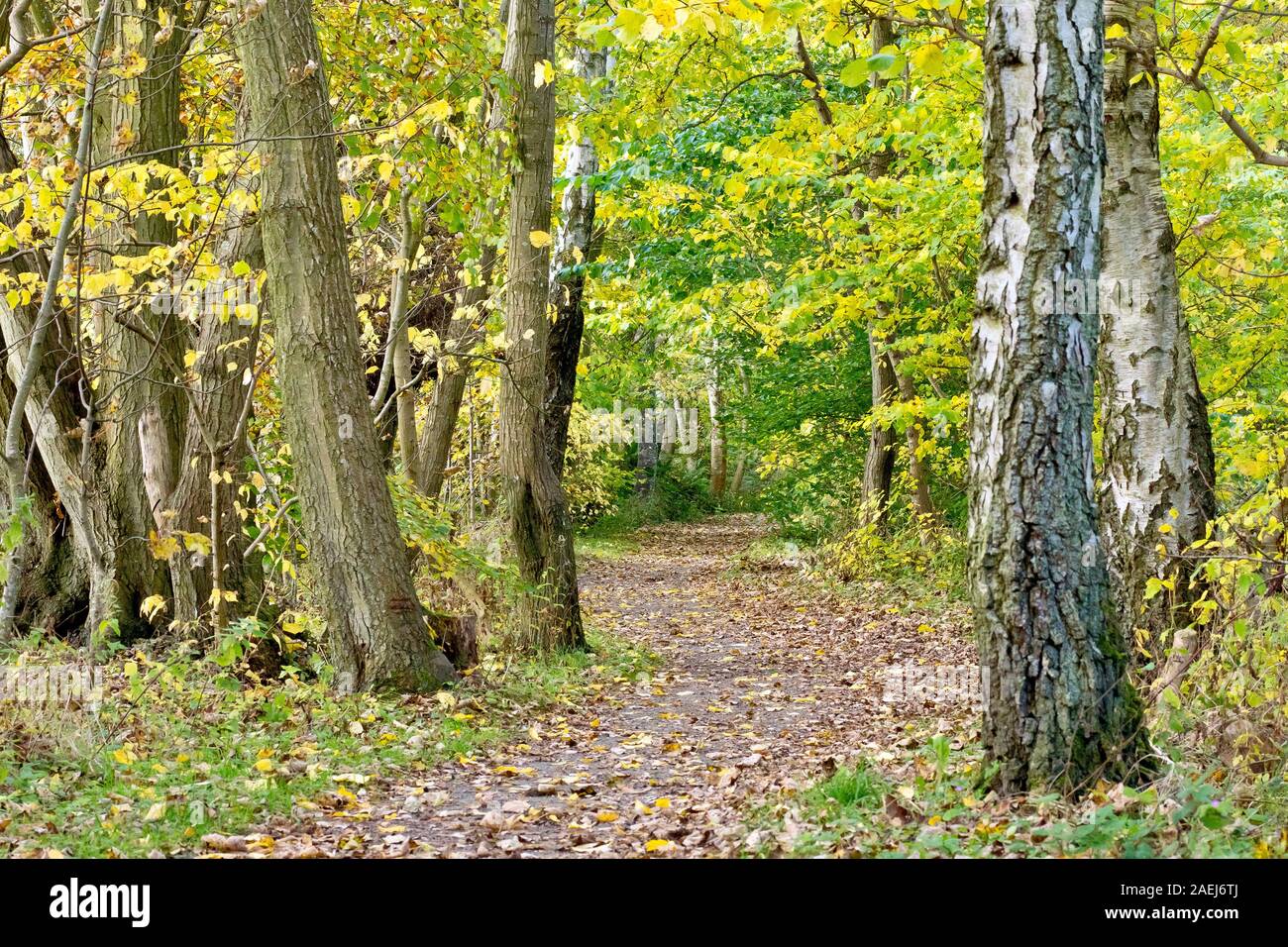 An empty woodland path during early autumn Stock Photo - Alamy