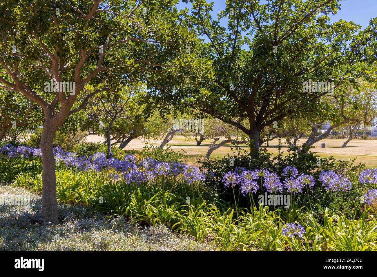 Flowers with purple flowers in Green Point Park in Cape Town, South