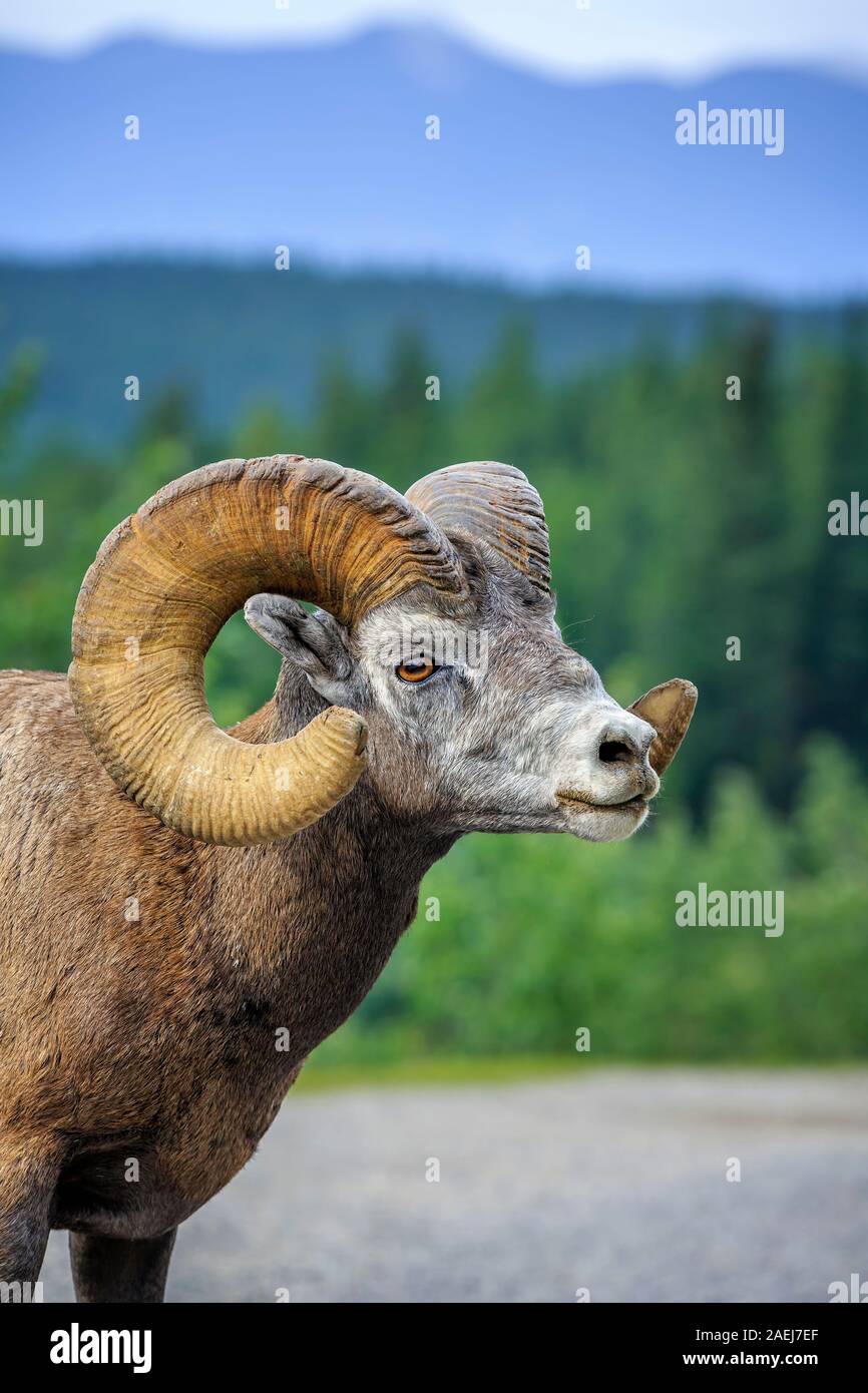 Bighorn Sheep, Ovis canadensis, in the Canadian Rockies, Banff National Park, Alberta, Canada. Stock Photo