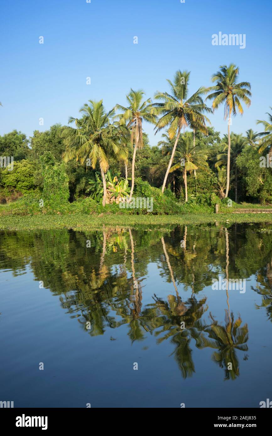 Palm Trees on the Keralan Backwaters, India Stock Photo