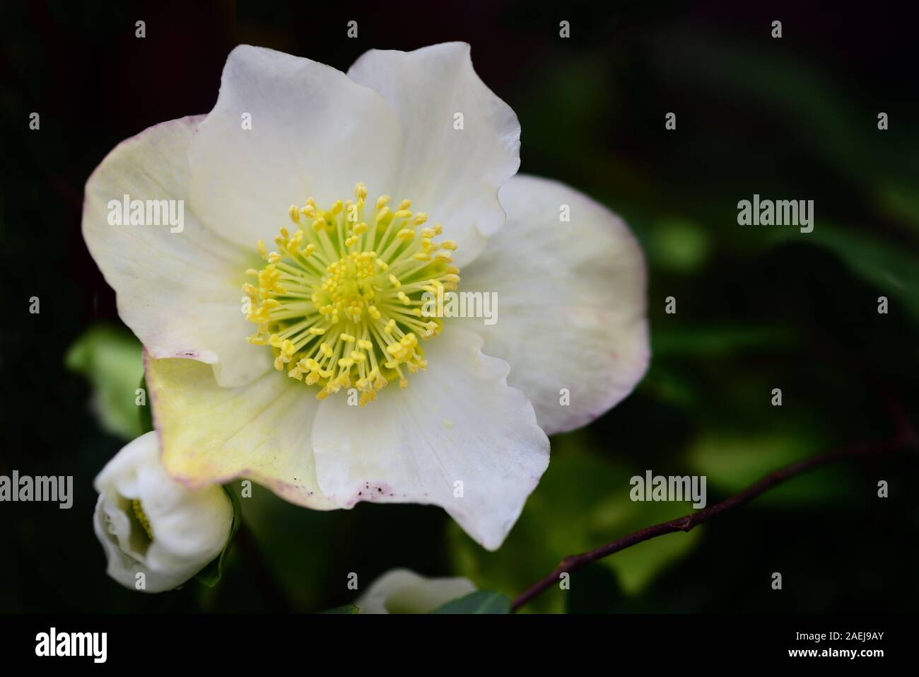 Closeup of a white Christmas rose with petals, pollen and leaves in winter Stock Photo