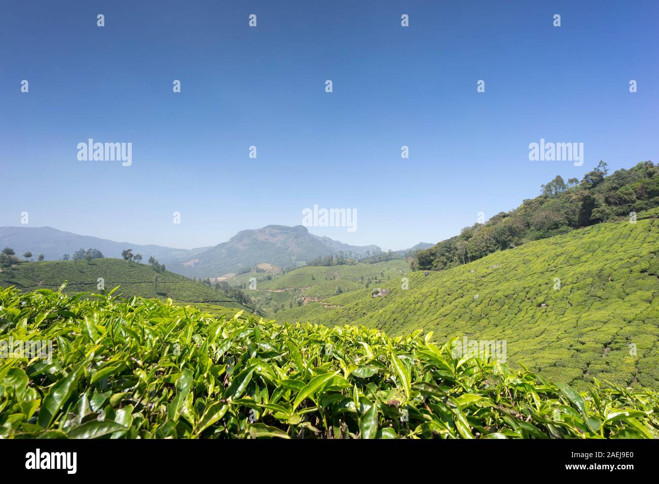 Munnar Tea Plantations, Kerala, India Stock Photo