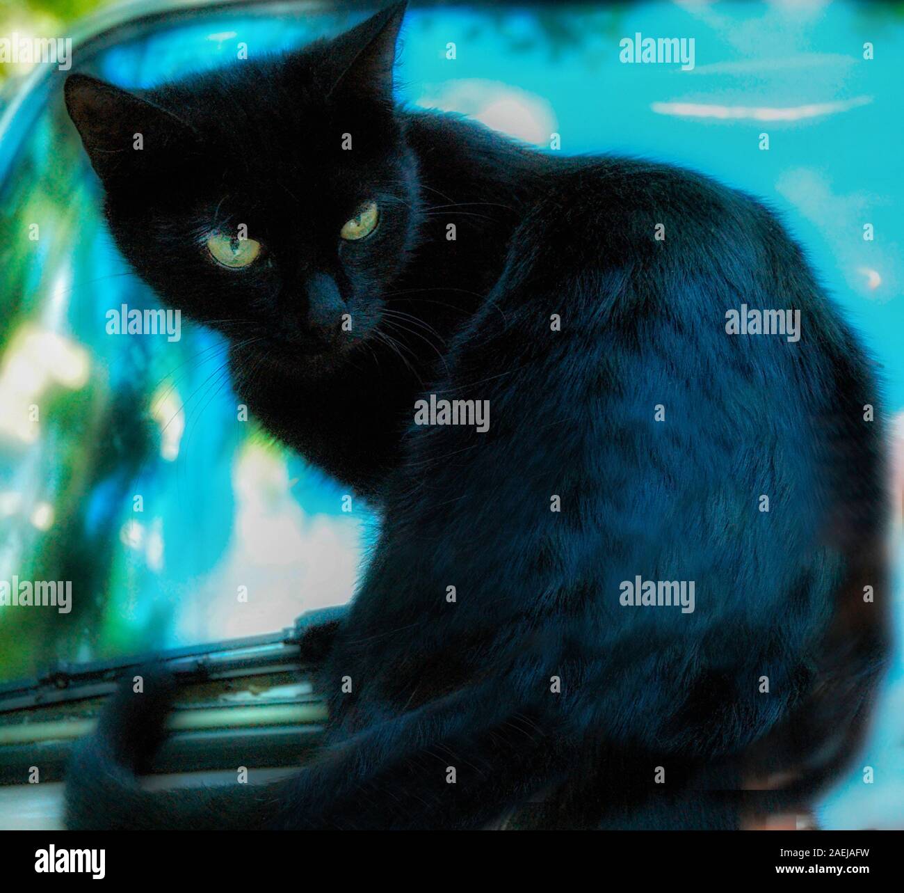 awe little cat black cat look like as black little panther Stock Photo