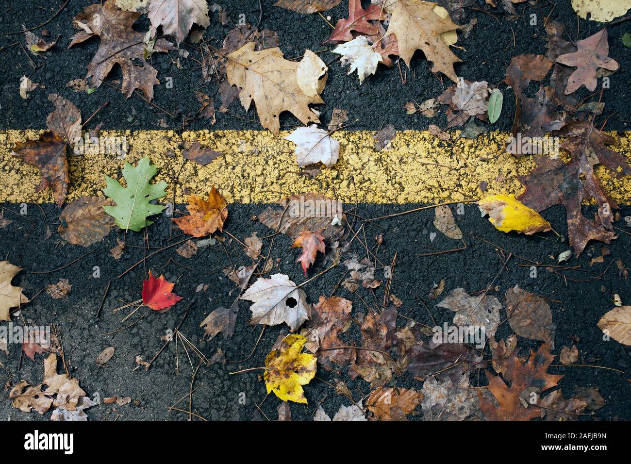Looking down at leaf strewn bike path in the fall. Stock Photo
