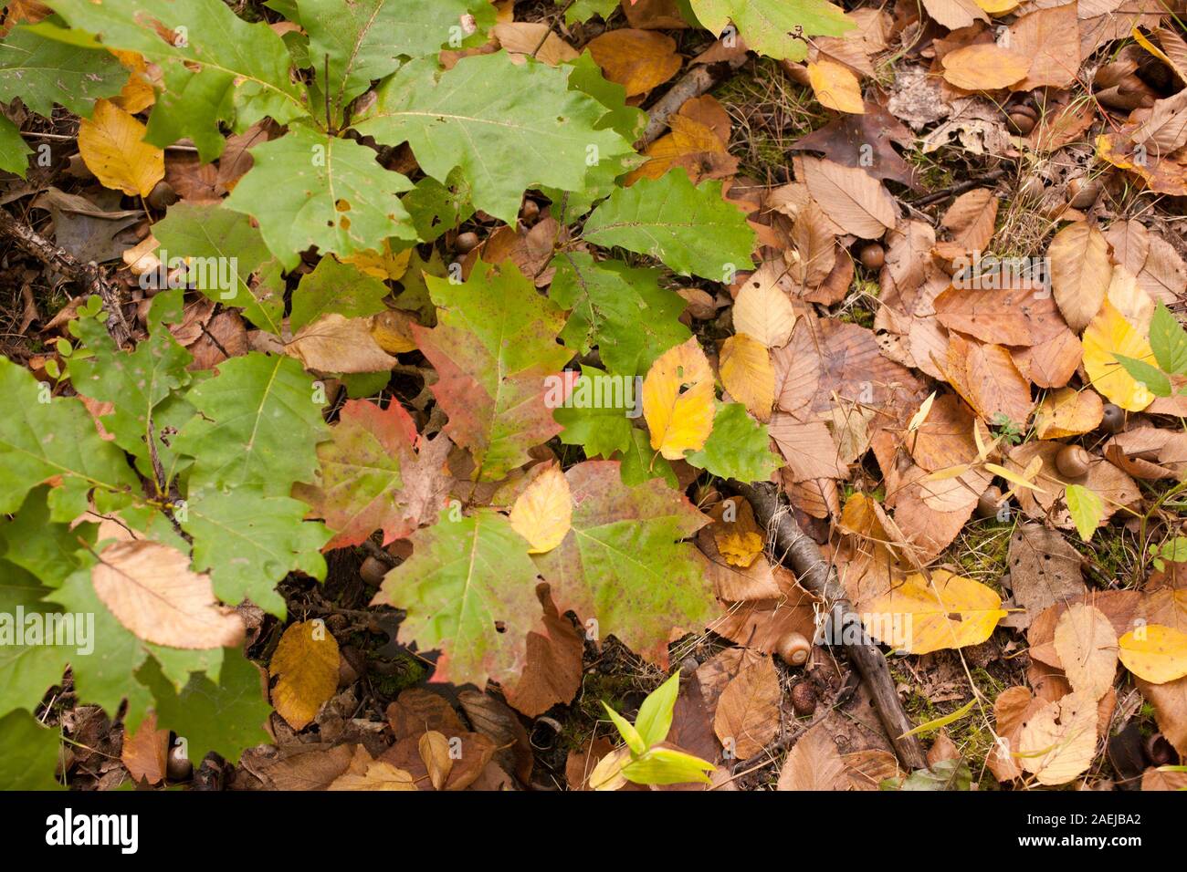 View looking down at small growing oak tree amid a scattering of fallen leaves. Stock Photo