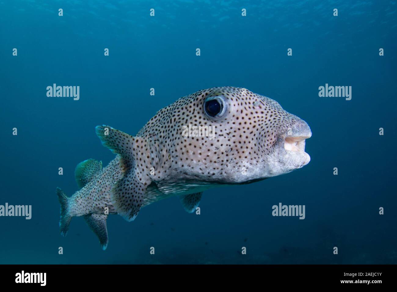 A Spot Fin Porcupine fish - Diodon hystrix - swims over the reef in blue waters. Taken in Komodo National Park, Indonesia Stock Photo