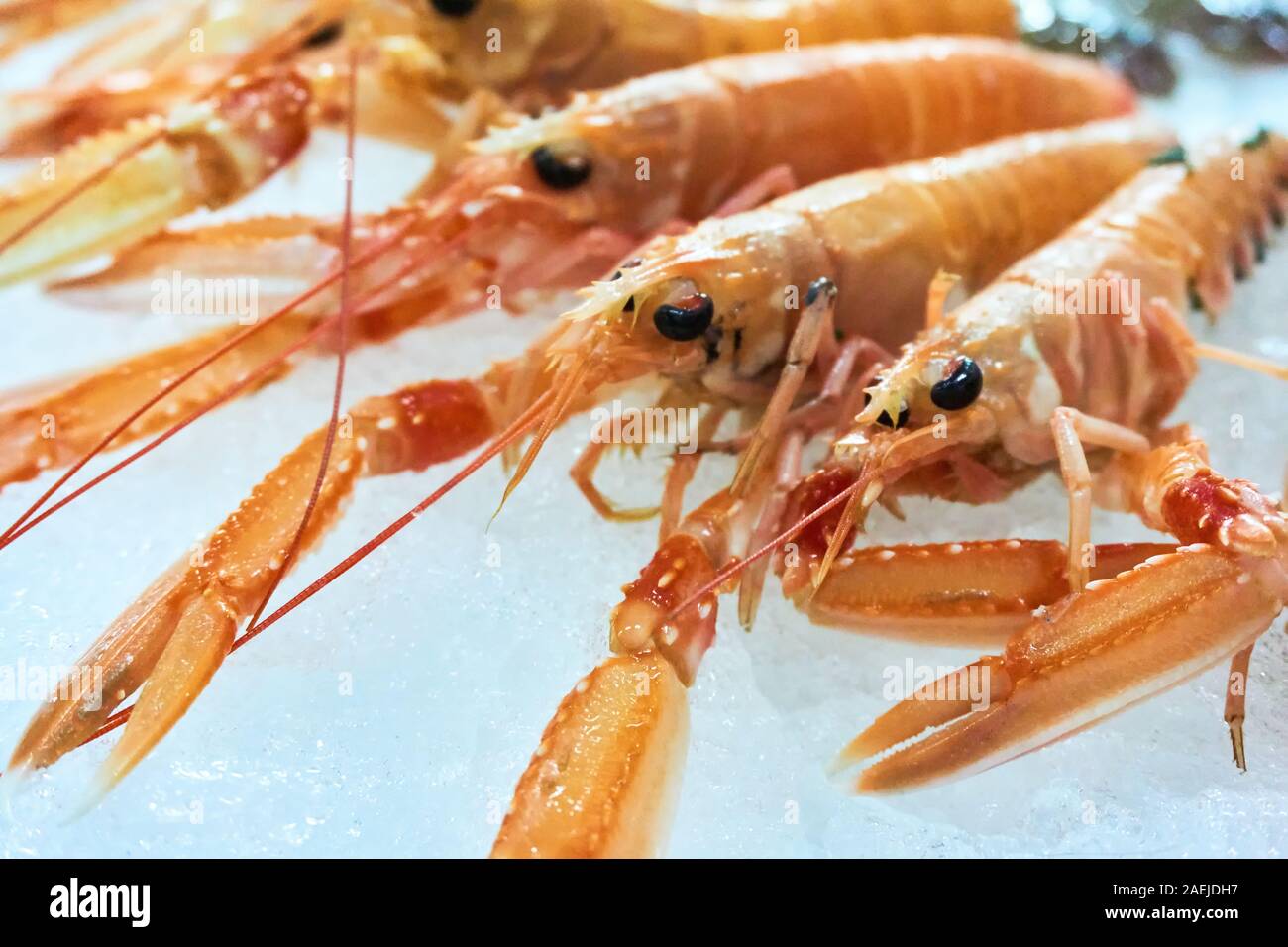 Close-up of Nephrops norvegicus also know as Norway lobster, Dublin Bay prawn, langoustine, langostino or scampi on ice. Stock Photo