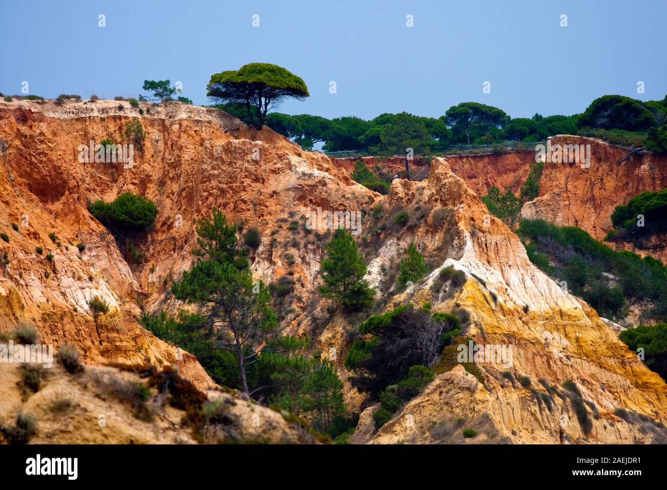Pine tree algarve portugal europe hi-res stock photography and images ...