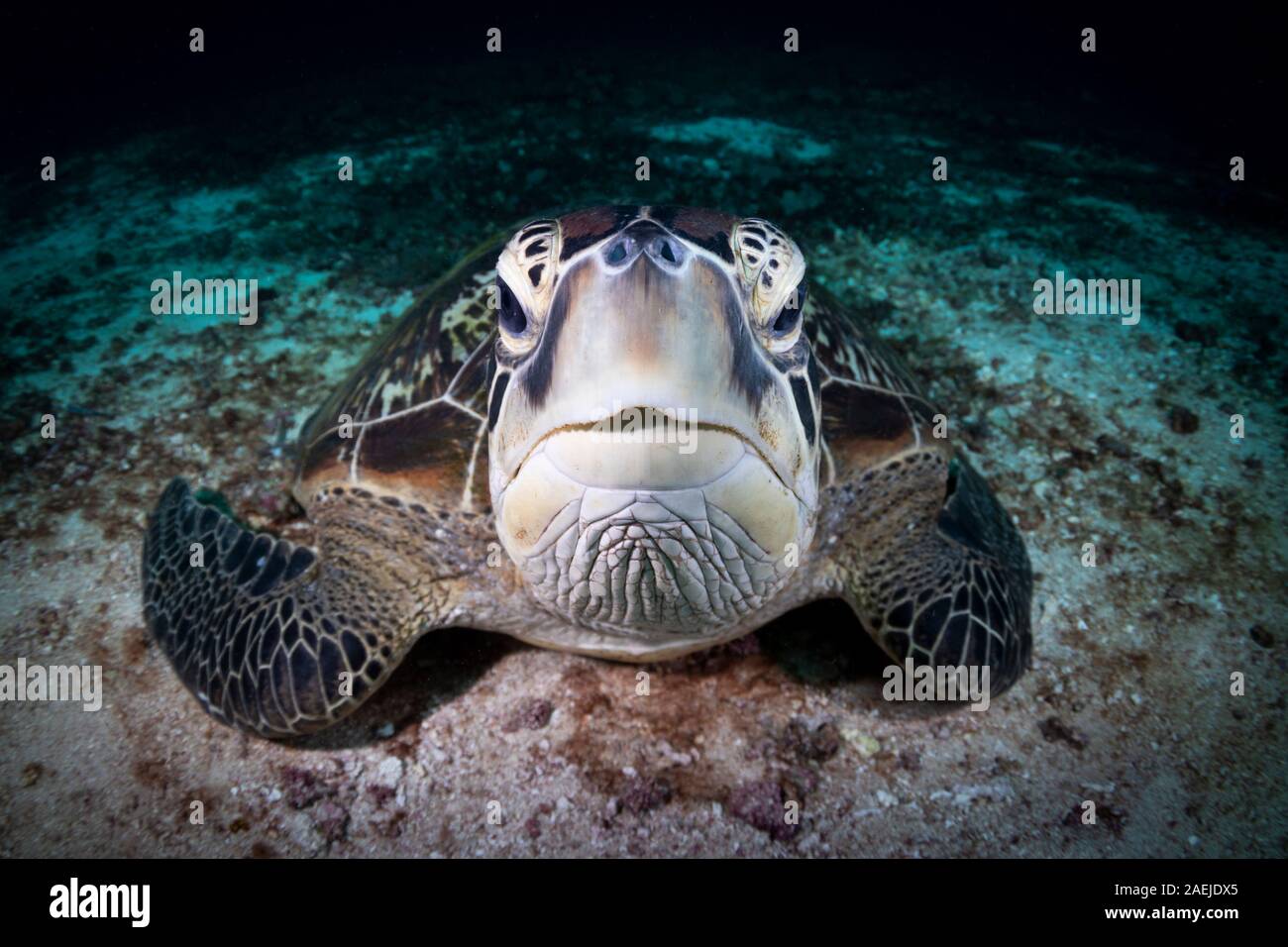 A Green Turtle Beautiful and endangered green turtles Chelonia mydas