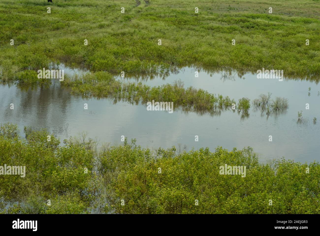 nature purity grass on the river bank Stock Photo - Alamy