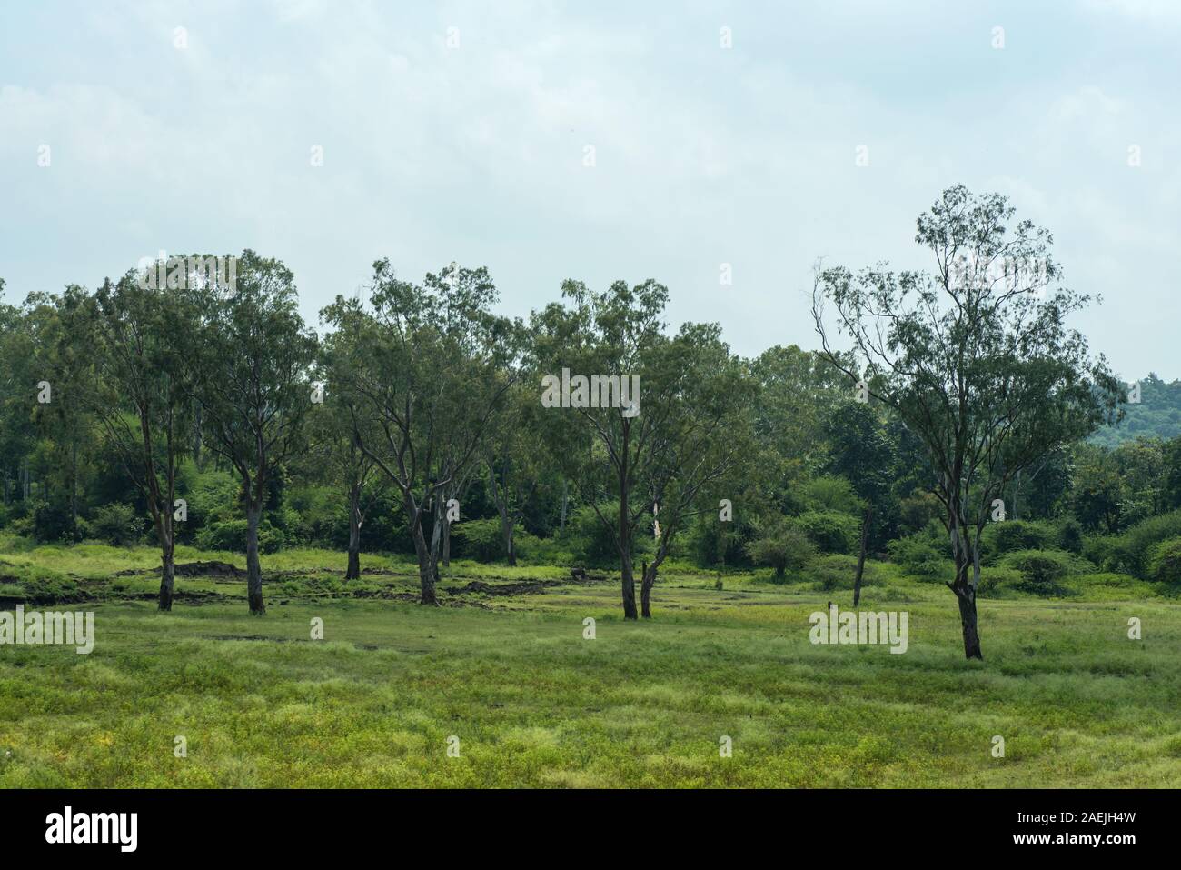 Landscape with mountains, trees and a river in front Stock Photo - Alamy