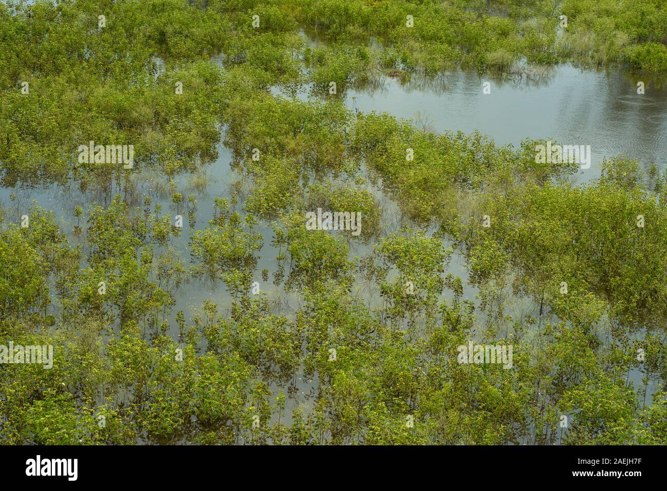 nature purity grass on the river bank Stock Photo - Alamy