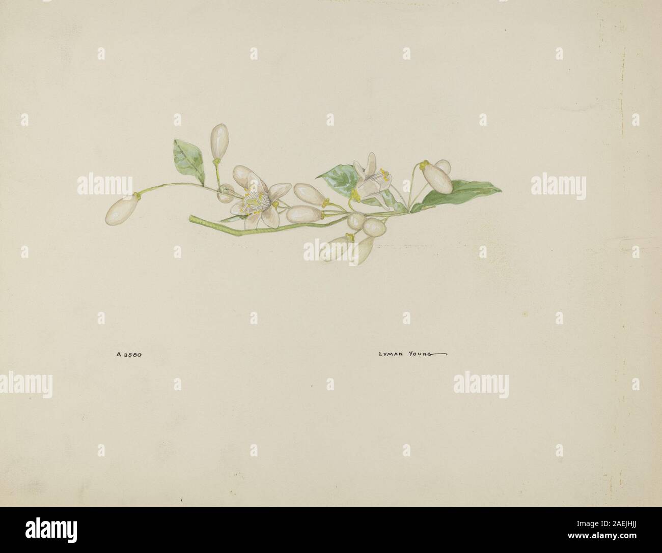 Lyman Young, Costume Accessory (Orange Blossoms), c 1937 Costume Accessory (Orange Blossoms); c. 1937 Stock Photo