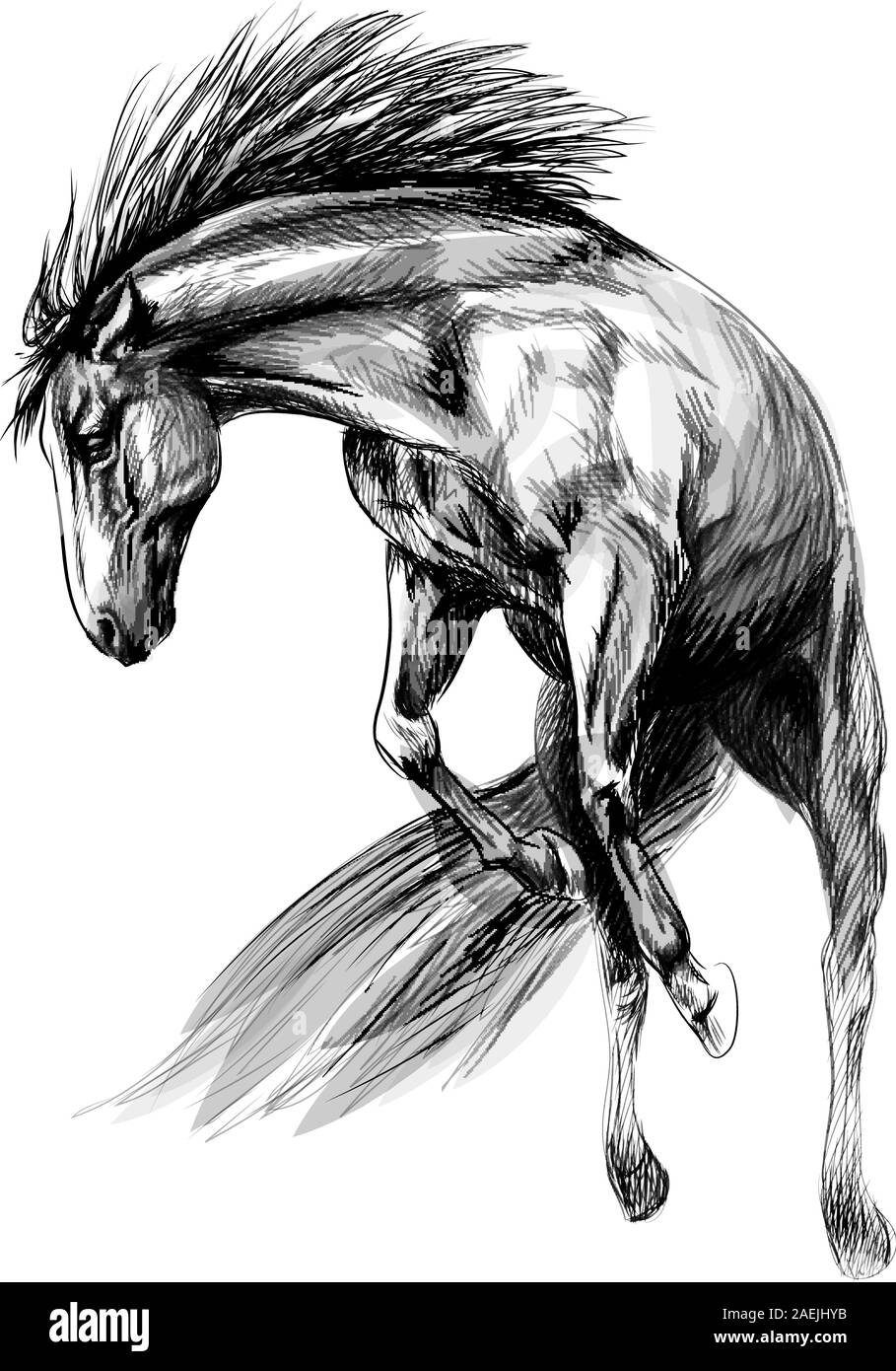 Horse run gallop on a white background. Hand drawn sketch. Vector