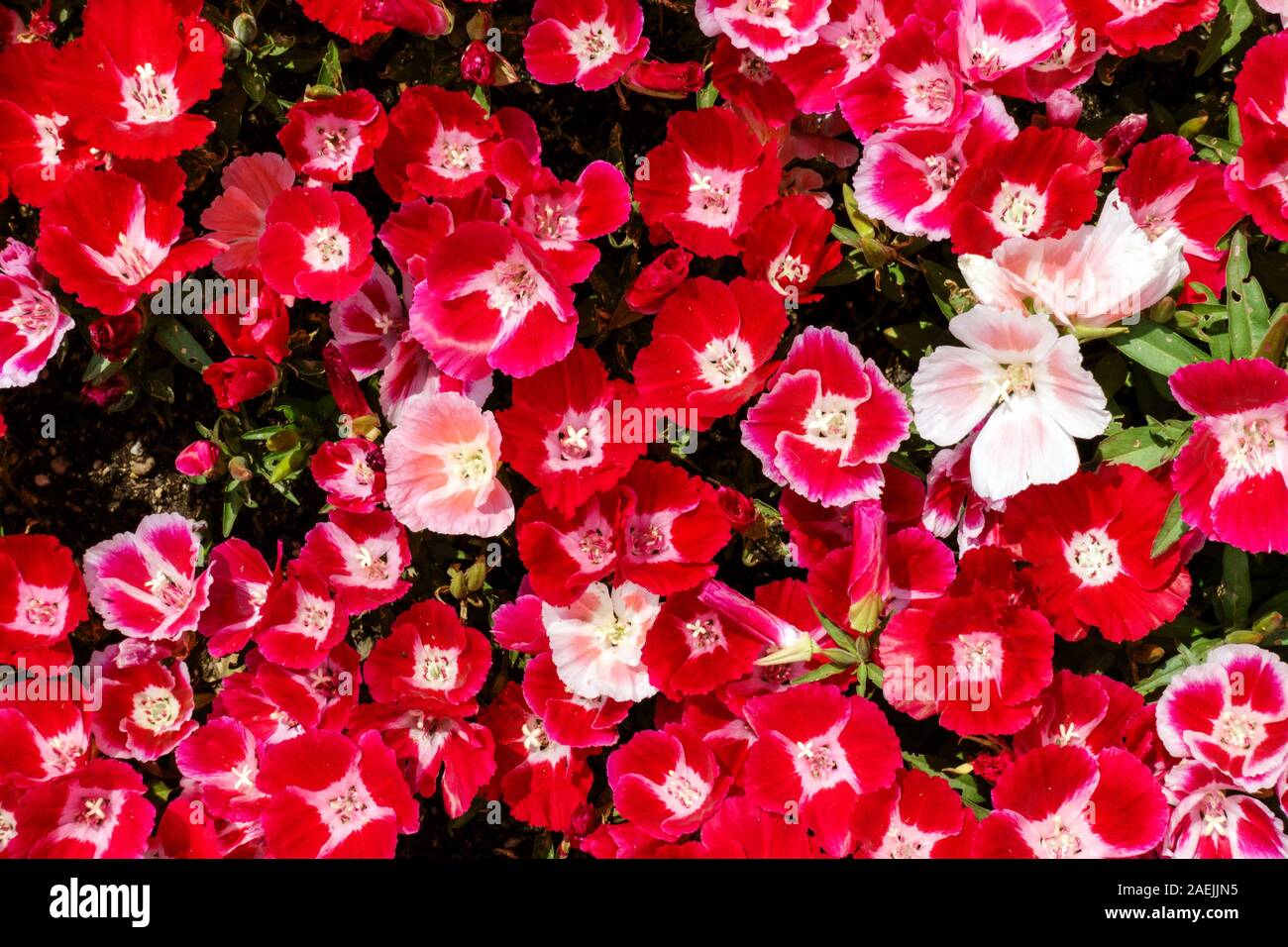 Dwarf Godetia 'Scarlet' Red flowers Stock Photo