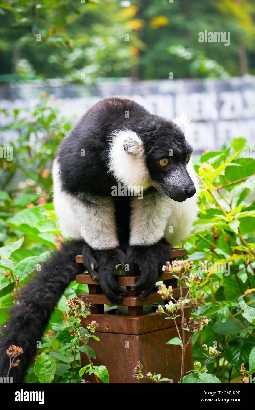 A Black-and-White Ruffed Lemur sits on a post at the Apenheul in Apeldoorn in the Netherlands. Stock Photo