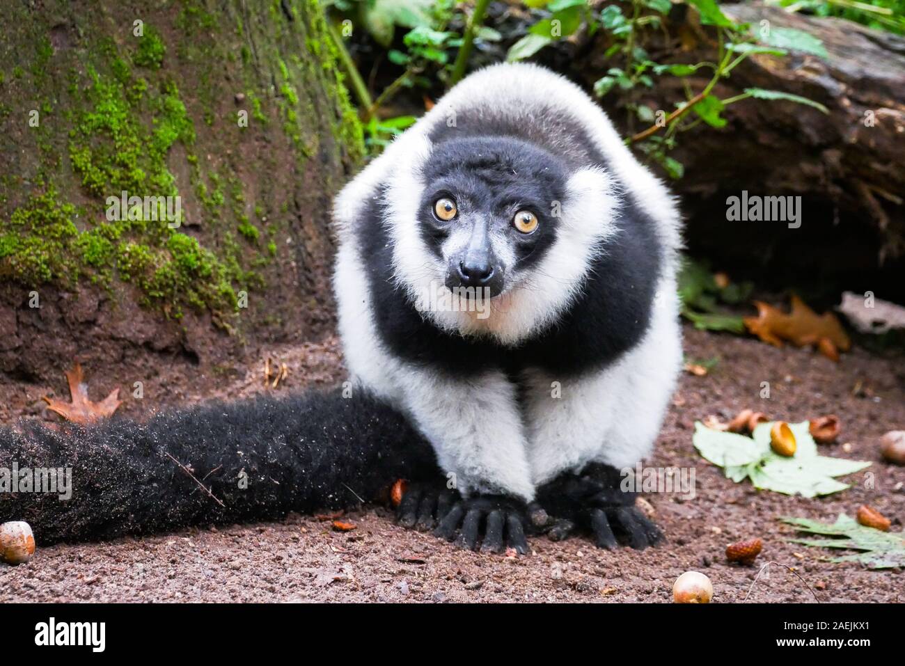 A Black-and-White Ruffed Lemur sits on the ground at the Apenheul in Apeldoorn in the Netherlands. Stock Photo