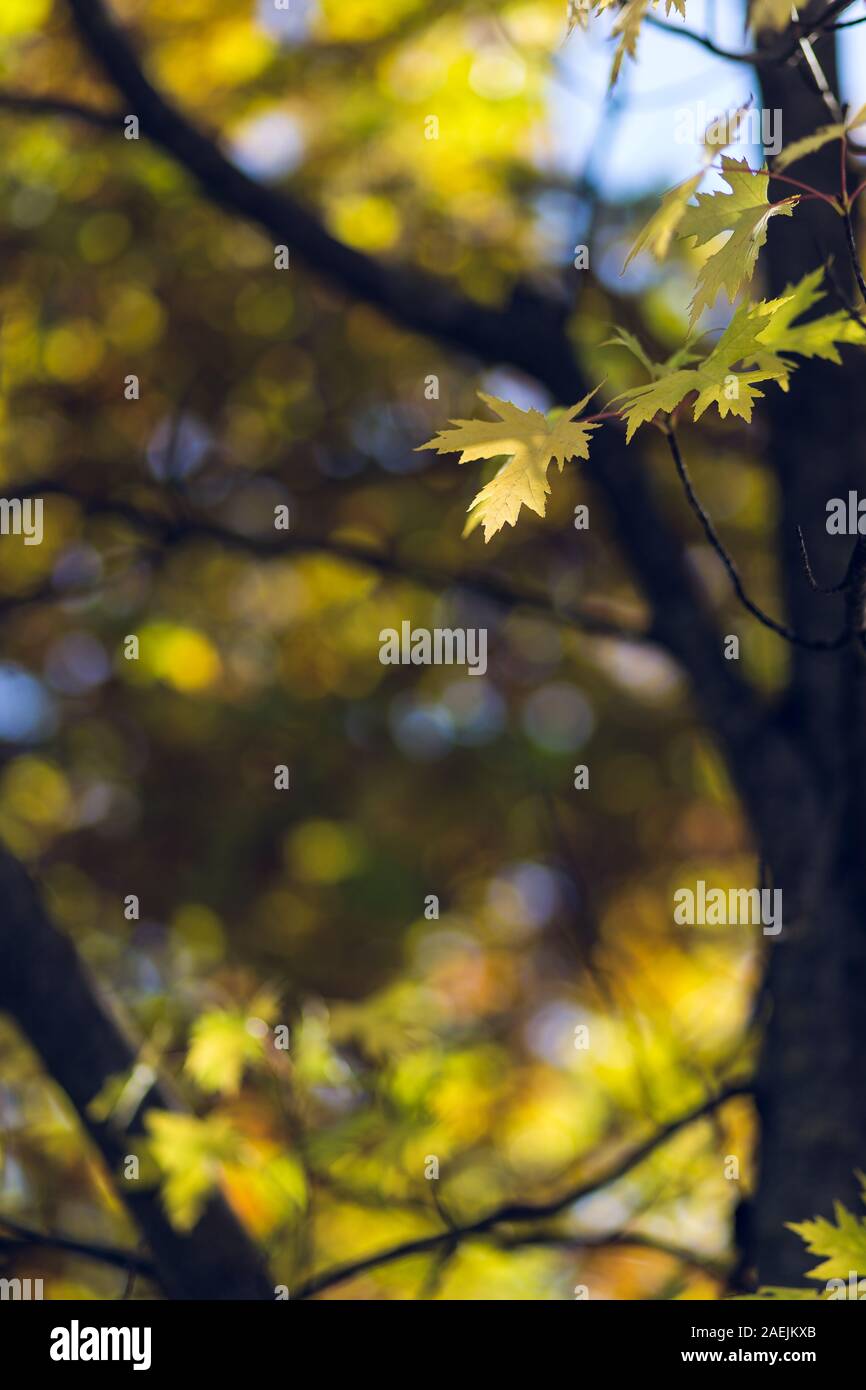 Yellow autumn leaves on a tree branch close up still with blurry ...