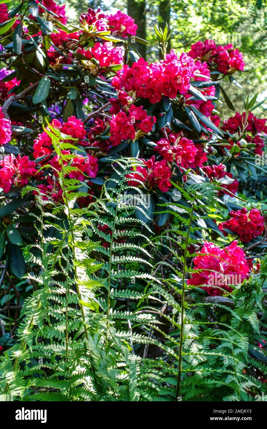 Red Rhododendron fern forest Stock Photo