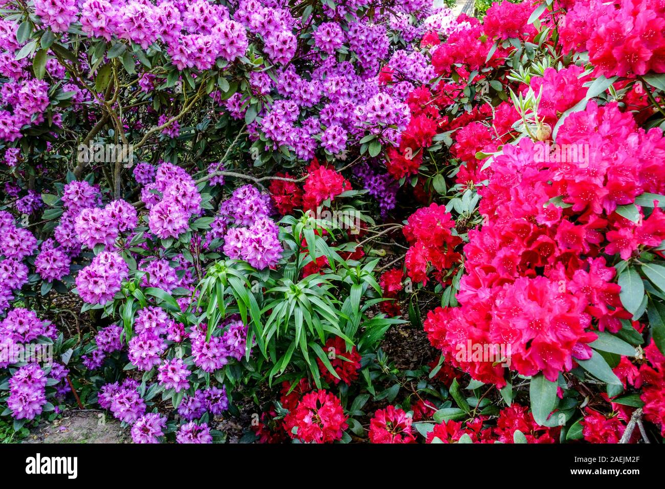 Purple Red Rhododendrons flowering shrubs Stock Photo