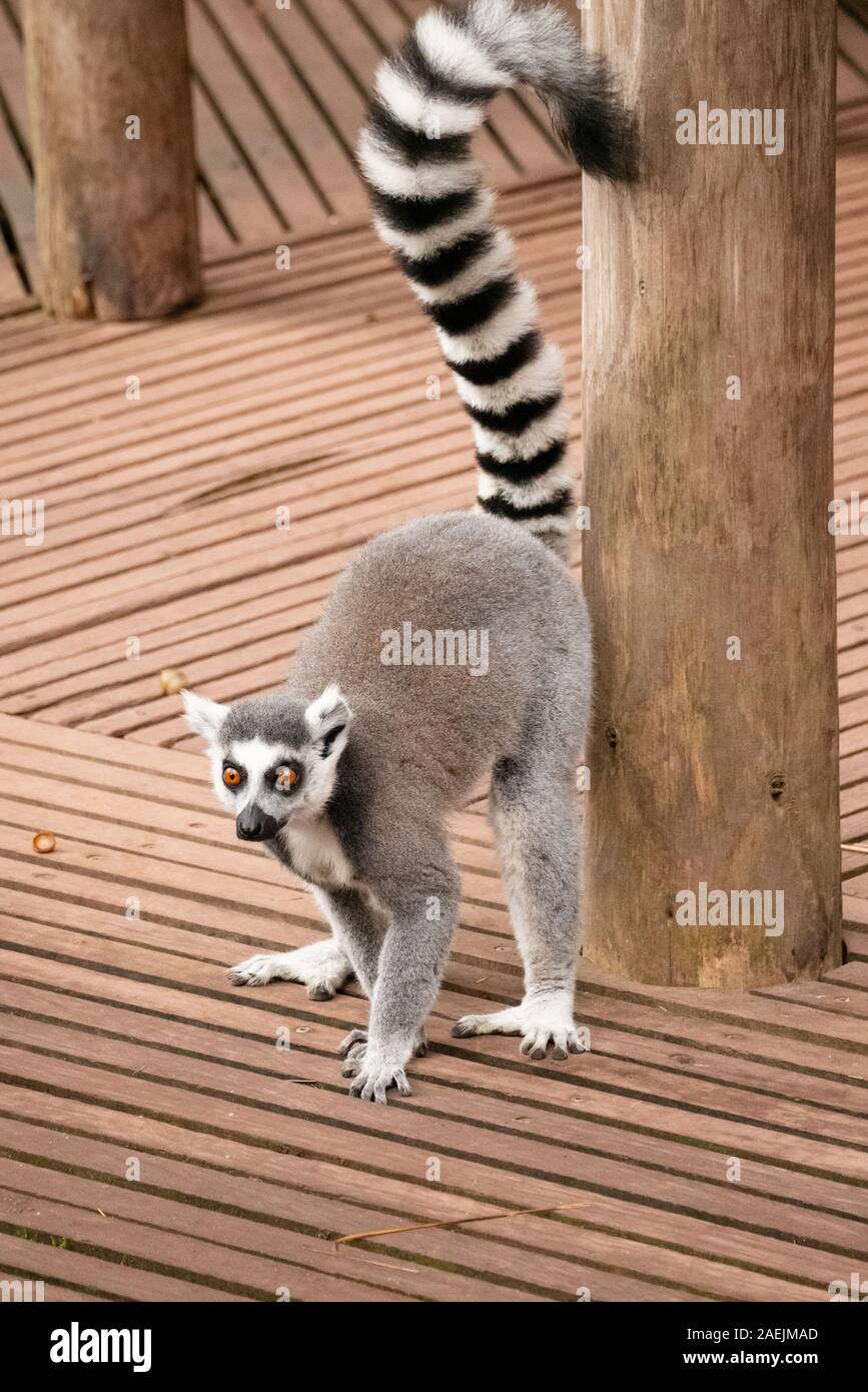 Ring-tailed lemur - Wikipedia